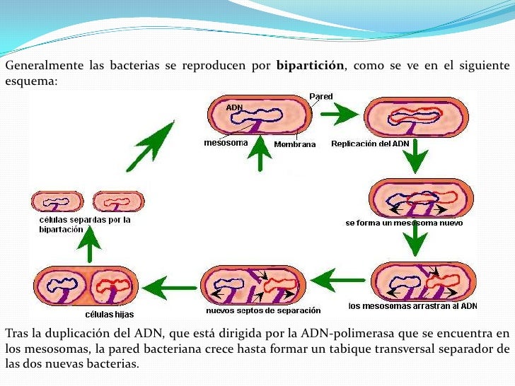 Bacterias(Modo básico)