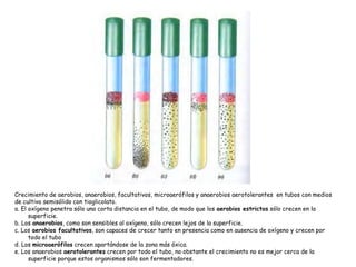 Crecimiento de aerobios, anaerobios, facultativos, microaerófilos y anaerobios aerotolerantes en tubos con medios
de cultivo semisólido con tioglicolato.
a. El oxígeno penetra sólo una corta distancia en el tubo, de modo que los aerobios estrictos sólo crecen en la
      superficie.
b. Los anaerobios, como son sensibles al oxígeno, sólo crecen lejos de la superficie.
c. Los aerobios facultativos, son capaces de crecer tanto en presencia como en ausencia de oxígeno y crecen por
      todo el tubo
d. Los microaerófilos crecen apartándose de la zona más óxica.
e. Los anaerobios aerotolerantes crecen por todo el tubo, no obstante el crecimiento no es mejor cerca de la
      superficie porque estos organismos sólo son fermentadores.
 