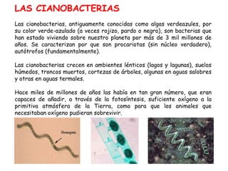 LAS CIANOBACTERIAS
Las cianobacterias, antiguamente conocidas como algas verdeazules, por
su color verde-azulado (a veces rojizo, pardo o negro), son bacterias que
han estado viviendo sobre nuestro planeta por más de 3 mil millones de
años. Se caracterizan por que son procariotas (sin núcleo verdadero),
autótrofos (fundamentalmente).

Las cianobacterias crecen en ambientes lénticos (lagos y lagunas), suelos
húmedos, troncos muertos, cortezas de árboles, algunas en aguas salobres
y otras en aguas termales.

Hace miles de millones de años las había en tan gran número, que eran
capaces de añadir, a través de la fotosíntesis, suficiente oxígeno a la
primitiva atmósfera de la Tierra, como para que los animales que
necesitaban oxígeno pudieran sobrevivir.
 