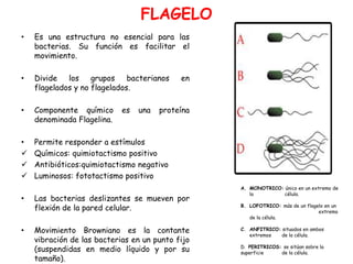 FLAGELO
•   Es una estructura no esencial para las
    bacterias. Su función es facilitar el
    movimiento.

•   Divide   los grupos       bacterianos   en
    flagelados y no flagelados.

•   Componente químico      es   una   proteína
    denominada Flagelina.

•   Permite responder a estímulos
   Químicos: quimiotactismo positivo
   Antibióticos:quimiotactismo negativo
   Luminosos: fototactismo positivo
                                                  A. MONOTRICO: único en un extremo de
                                                     la         célula.
•   Las bacterias deslizantes se mueven por
    flexión de la pared celular.                  B. LOFOTRICO: más de un flagelo en un
                                                                               extremo
                                                     de la célula.

•   Movimiento Browniano es la contante           C. ANFITRICO: situados en ambos
                                                     extremos   de la célula.
    vibración de las bacterias en un punto fijo
    (suspendidas en medio líquido y por su        D. PERITRICOS: se sitúan sobre la
                                                  superficie    de la célula.
    tamaño).
 
