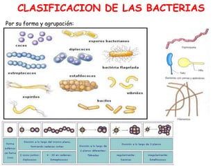 CLASIFICACION DE LAS BACTERIAS
Por su forma y agrupación:
 