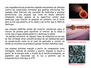 Las arqueóbacterias presentan además mecanismos de defensa
contra las condiciones extremas que podrían afectarlas. Por
ejemplo ellas fabrican una variedad de moléculas y enzimas
protectoras. Las arqueas que viven en medio ambiente
altamente ácidos, poseen en su superficie celular unas
moléculas cuya función es ponerse en contacto con el ácido             Pyrococcus furiosus
para evitar que penetre en la célula y así evitar que el ADN se
destruya.

Las arqueas halófilas toman del exterior sustancias como el
cloruro de potasio para equilibrar el interior de la célula y
evitar que el agua salada penetre y destruya la célula.
 Se pueden encontrar en algunos tipos de alimentos en los que
se han utilizado altas concentraciones de sal (salmueras) para
su preservación como es el caso de pescados y carnes, en          Halobacterium salinarum
donde se reconoce su presencia porque forman manchas rojas.

Las arqueas obtienen energía a partir de compuestos como
hidrógeno, dióxido de carbono y azufre. Algunas lo hacen a
partir de la energía solar a través de la bacteriorodopsina, un
pigmento que reacciona con la luz y permite que la
arqueobacteria fabrique el ATP.


                                                                    Methanopyrus kandleri
 