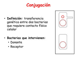 Conjugación


• Definición: transferencia
  genética entre dos bacterias
  que requiere contacto físico
  celular                         Donor



• Bacterias que intervienen:
   • Donante
   • Receptor
                                 Recipient
 