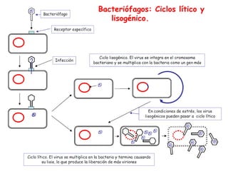 Bacteriófagos: Ciclos lítico y
   lisogénico.
 