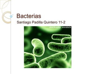 Bacterias
Santiago Padilla Quintero 11-2
 