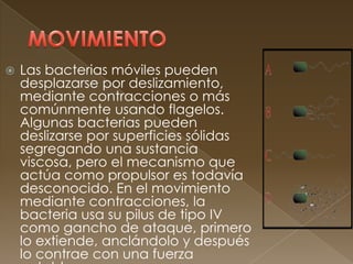   Las bacterias móviles pueden
    desplazarse por deslizamiento,
    mediante contracciones o más
    comúnmente usando flagelos.
    Algunas bacterias pueden
    deslizarse por superficies sólidas
    segregando una sustancia
    viscosa, pero el mecanismo que
    actúa como propulsor es todavía
    desconocido. En el movimiento
    mediante contracciones, la
    bacteria usa su pilus de tipo IV
    como gancho de ataque, primero
    lo extiende, anclándolo y después
    lo contrae con una fuerza
 
