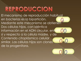 El mecanismo de reproducción habitual
en bacterias es la bipartición.
Mediante este mecanismo se obtienen
Dos células hijas, con idéntica
información en el ADN circular, entre
sí y respecto a la célula madre, y de
Contenido citoplásmico celular
similar. Las células hijas son clones
de la progenitora.
 