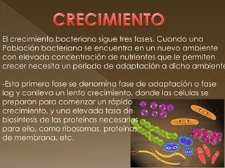 El crecimiento bacteriano sigue tres fases. Cuando una
Población bacteriana se encuentra en un nuevo ambiente
con elevada concentración de nutrientes que le permiten
crecer necesita un período de adaptación a dicho ambiente

-Esta primera fase se denomina fase de adaptación o fase
lag y conlleva un lento crecimiento, donde las células se
preparan para comenzar un rápido
crecimiento, y una elevada tasa de
biosíntesis de las proteínas necesarias
para ello, como ribosomas, proteínas
de membrana, etc.
 