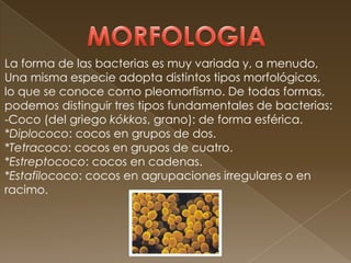 La forma de las bacterias es muy variada y, a menudo,
Una misma especie adopta distintos tipos morfológicos,
lo que se conoce como pleomorfismo. De todas formas,
podemos distinguir tres tipos fundamentales de bacterias:
-Coco (del griego kókkos, grano): de forma esférica.
*Diplococo: cocos en grupos de dos.
*Tetracoco: cocos en grupos de cuatro.
*Estreptococo: cocos en cadenas.
*Estafilococo: cocos en agrupaciones irregulares o en
racimo.
 