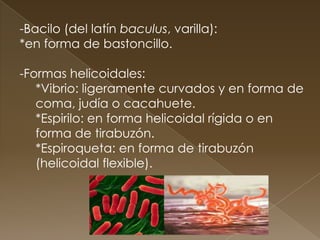 -Bacilo (del latín baculus, varilla):
*en forma de bastoncillo.

-Formas helicoidales:
   *Vibrio: ligeramente curvados y en forma de
   coma, judía o cacahuete.
   *Espirilo: en forma helicoidal rígida o en
   forma de tirabuzón.
   *Espiroqueta: en forma de tirabuzón
   (helicoidal flexible).
 