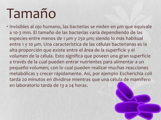 Tamaño
• Invisibles al ojo humano, las bacterias se miden en µm que equivale
  a 10-3 mm. El tamaño de las bacterias varía dependiendo de las
  especies entre menos de 1 µm y 250 µm; siendo lo más habitual
  entre 1 y 10 µm. Una característica de las células bacterianas es la
  alta proporción que existe entre el área de la superficie y el
  volumen de la célula. Esto significa que poseen una gran superficie
  a través de la cual pueden entrar nutrientes para alimentar a un
  pequeño volumen; con lo cual pueden realizar muchas reacciones
  metabólicas y crecer rápidamente. Así, por ejemplo Escherichia coli
  tarda 20 minutos en dividirse mientras que una célula de mamífero
  en laboratorio tarda de 13 a 24 horas.
 