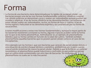 Forma
• La forma de una bacteria viene determinada por la rigidez de su pared celular. Las
  bacterias poseen una de las tres formas fundamentales: esférica, cilíndrica o espiral.
  Las células esféricas se denominan cocos y suelen ser redondeadas aunque pueden ser
  ovoides o elípticas. A las de forma cilíndrica se las denomina bacilos. Los extremos de
  estas células suelen ser redondeados, rectos, en forma de huso o cuerno. A las de
  forma espiral o helicoidal se las denomina espirilos y se caracterizan por su forma de
  sacacorchos.
 Existen modificaciones a estas tres formas fundamentales y aunque la mayor parte de
 las bacterias mantienen constante su forma, algunas especies pueden variar la forma
 por lo que se les llama pleomórficas. Arthrobacter es un ejemplo de pleomorfismo
 debido a que su forma cambia en función de la edad del cultivo. También exhiben
 pleomorfismo aquellas bacterias que no poseen pared celular como es el caso de los
 micoplasmas.
 Otro ejemplo son las formas L que son bacterias que carecen de pared celular debido a
 una situación de estrés (choque térmico u osmótico, antibióticos, etc.), pero cuando
 cesa el estrés sintetizan de nuevo la pared celular. Debido a que la forma es un carácter
 taxonómico, el pleomorfismo puede inducirnos a confusión ya que podemos pensar
 que un cultivo está contaminado con otro tipo de bacterias. Sin embargo, el
 pleomorfismo no suele ser lo más frecuente.
 