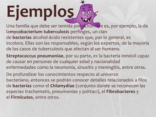 Ejemplos
Una familia que debe ser temida por el hombre es, por ejemplo, la de
lamycobacterium tuberculosis perfinges, un clan
de bacterias alcohol-ácido resistentes que, por lo general, es
incolora. Ellas son las responsables, según los expertos, de la mayoría
de los casos de tuberculosis que afectan al ser humano.
Streptococcus pneumoniae, por su parte, es la bacteria inmóvil capaz
de causar en personas de cualquier edad y nacionalidad
enfermedades como la neumonía, sinusitis y meningitis, entre otras.
De profundizar los conocimientos respecto al universo
bacteriano, entonces se podrán conocer detalles relacionados a filos
de bacterias como el Chlamydiae (conjunto donde se reconocen las
especies trachomatis, pneumoniae y psittaci), el Fibrobacteres y
el Firmicutes, entre otros.
 