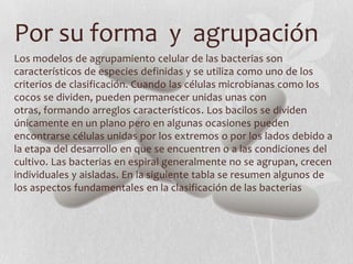 Por su forma y agrupación
Los modelos de agrupamiento celular de las bacterias son
característicos de especies definidas y se utiliza como uno de los
criterios de clasificación. Cuando las células microbianas como los
cocos se dividen, pueden permanecer unidas unas con
otras, formando arreglos característicos. Los bacilos se dividen
únicamente en un plano pero en algunas ocasiones pueden
encontrarse células unidas por los extremos o por los lados debido a
la etapa del desarrollo en que se encuentren o a las condiciones del
cultivo. Las bacterias en espiral generalmente no se agrupan, crecen
individuales y aisladas. En la siguiente tabla se resumen algunos de
los aspectos fundamentales en la clasificación de las bacterias
 