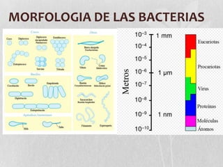 MORFOLOGIA DE LAS BACTERIAS
 