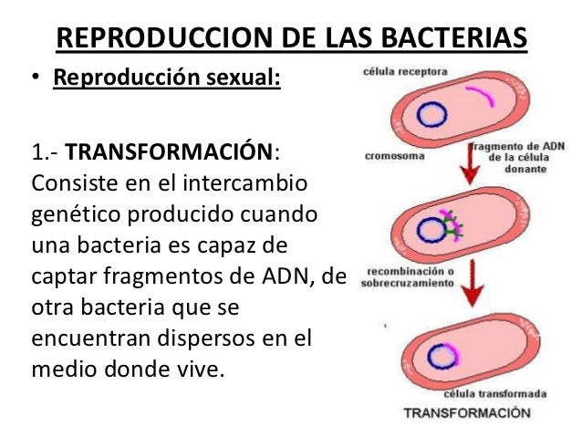 Bacterias