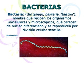 BACTERIAS
 Bacteria: (del griego, bakteria, ‘bastón’),
    nombre que reciben los organismos
 unicelulares y microscópicos, que carecen
de núcleo diferenciado y se reproducen por
          división celular sencilla.
Espiroqueta:
 
