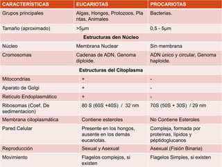 CARACTERÍSTICAS           EUCARIOTAS                      PROCARIOTAS
Grupos principales        Algas, Hongos, Protozoos, Pla   Bacterias.
                          ntas, Animales
Tamaño (aproximado)       >5µm                            0,5 - 5µm
                             Estructuras den Núcleo
Núcleo                    Membrana Nuclear                Sin membrana
Cromosomas                Cadenas de ADN, Genoma          ADN único y circular, Genoma
                          diploide.                       haploide.
                           Estructuras del Citoplasma
Mitocondrias                +                             -
Aparato de Golgi            +                             -
Retículo Endoplasmático     +                             -
Ribosomas (Coef. De         80 S (60S +40S) / 32 nm       70S (50S + 30S) / 29 nm
sedimentacion)
Membrana citoplasmática     Contiene esteroles            No Contiene Esteroles
Pared Celular               Presente en los hongos,       Compleja, formada por
                            ausente en los demás          proteínas, lípidos y
                            eucariotas.                   péptidoglucanos
Reproducción                Sexual y Asexual              Asexual (Fisión Binaria)
Movimiento                  Flagelos complejos, si        Flagelos Simples, si existen
                            existen
 