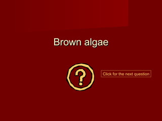 Brown algae


         Click for the next question
 