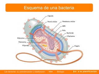 Esquema de una bacteria




Las bacterias: su caracterización y clasificación   NM4   Biología
 