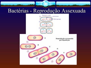 Bactérias - Reprodução Assexuada
 
