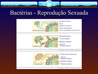 Bactérias - Reprodução Sexuada
 