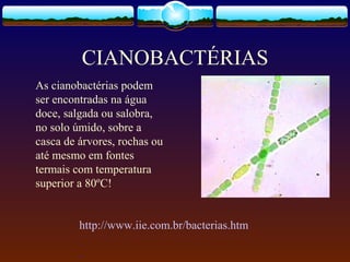 CIANOBACTÉRIAS
http://www.iie.com.br/bacterias.htm
.
As cianobactérias podem
ser encontradas na água
doce, salgada ou salobra,
no solo úmido, sobre a
casca de árvores, rochas ou
até mesmo em fontes
termais com temperatura
superior a 80ºC!
 
