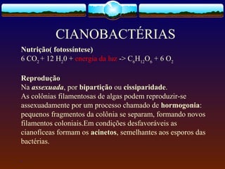 CIANOBACTÉRIAS
Nutrição( fotossíntese)
6 CO2
+ 12 H2
0 + energia da luz -> C6
H12
O6
+ 6 O2
Reprodução
Na assexuada, por bipartição ou cissiparidade.
As colônias filamentosas de algas podem reproduzir-se
assexuadamente por um processo chamado de hormogonia:
pequenos fragmentos da colônia se separam, formando novos
filamentos coloniais.Em condições desfavoráveis as
cianofíceas formam os acinetos, semelhantes aos esporos das
bactérias.
.
 