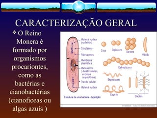 CARACTERIZAÇÃO GERAL
 O Reino
Monera é
formado por
organismos
procariontes,
como as
bactérias e
cianobactérias
(cianoficeas ou
algas azuis )
 