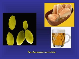 Saccharomyces cerevisiae
 