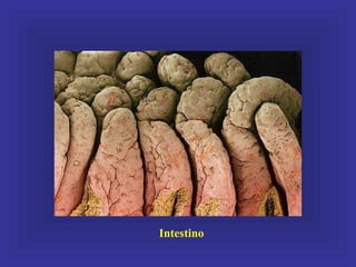 Intestino
 
