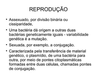 REPRODUÇÃO

Assexuado, por divisão binária ou
cissiparidade,

Uma bactéria dá origem a outras duas
bactérias geneticamente iguais - variabilidade
genética é a mutação.

Sexuada, por exemplo, a conjugação.

Caracterizada pela transferência de material
genético, o plasmídio, de uma bactéria para
outra, por meio de pontes citoplasmáticas
formadas entre duas células, chamadas pontes
de conjugação.
 