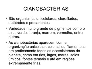 CIANOBACTÉRIAS

São organismos unicelulares, clorofilados,
autótrofos e procariontes

Variedade muito grande de pigmentos como o
azul, verde, laranja, marrom, vermelho, entre
outros.

As cianobactérias aparecem com a
organização unicelular, colonial ou filamentosa
em praticamente todos os ecossistemas do
planeta, como em rios, lagos, mares, solos
úmidos, fontes termais e até em regiões
extremamente frias.
 