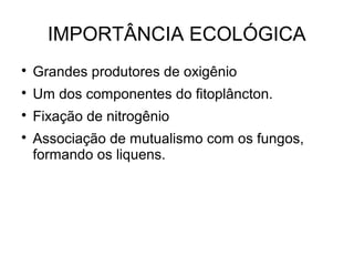 IMPORTÂNCIA ECOLÓGICA

Grandes produtores de oxigênio

Um dos componentes do fitoplâncton.

Fixação de nitrogênio

Associação de mutualismo com os fungos,
formando os liquens.
 