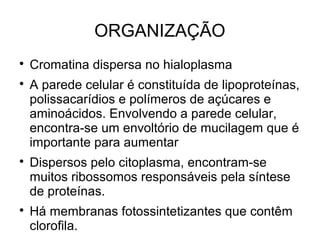 ORGANIZAÇÃO

Cromatina dispersa no hialoplasma

A parede celular é constituída de lipoproteínas,
polissacarídios e polímeros de açúcares e
aminoácidos. Envolvendo a parede celular,
encontra-se um envoltório de mucilagem que é
importante para aumentar

Dispersos pelo citoplasma, encontram-se
muitos ribossomos responsáveis pela síntese
de proteínas.

Há membranas fotossintetizantes que contêm
clorofila.
 