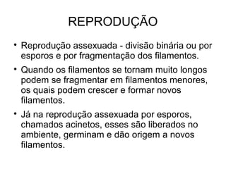 REPRODUÇÃO

Reprodução assexuada - divisão binária ou por
esporos e por fragmentação dos filamentos.

Quando os filamentos se tornam muito longos
podem se fragmentar em filamentos menores,
os quais podem crescer e formar novos
filamentos.

Já na reprodução assexuada por esporos,
chamados acinetos, esses são liberados no
ambiente, germinam e dão origem a novos
filamentos.
 