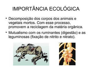 IMPORTÂNCIA ECOLÓGICA

Decomposição dos corpos dos animais e
vegetais mortos. Com esse processo,
promovem a reciclagem da matéria orgânica.

Mutualismo com os ruminantes (digestão) e as
leguminosas (fixação de nitrito e nitrato).
 