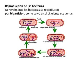 Bacterias | PPTX