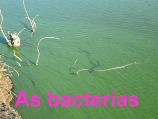 As bacterias

 