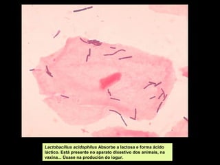 Lactobacillus acidophilus Absorbe a lactosa e forma ácido
láctico. Está presente no aparato dixestivo dos animais, na
vaxina... Úsase na produción do iogur.

 