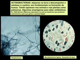 ACTINOBACTERIAS: atópanse na terra e descompoñen a
celulosa e a quitina. son fundamentais na formación do
humus. Tamén aparecen nos animais e nas plantas como
patóxenas. Algunhas empréganse para obter antibióticos.
En 1940 Selman Waksman descubriu no solo as bacterias que producen
actinomicina, polo que gañou o premio Nobel.

Streptomyces

Mycobacterium leprae. Causante da lepra

 