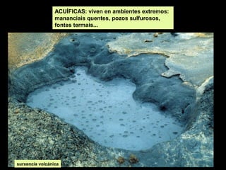 ACUÍFICAS: viven en ambientes extremos:
mananciais quentes, pozos sulfurosos,
fontes termais...

surxencia volcánica

 
