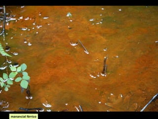 manancial férrico

 