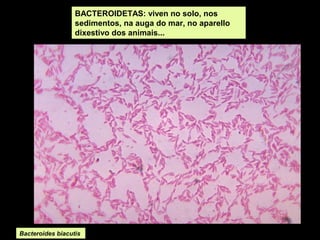 BACTEROIDETAS: viven no solo, nos
sedimentos, na auga do mar, no aparello
dixestivo dos animais...

Bacteroides biacutis

 
