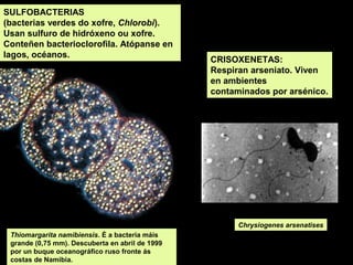 SULFOBACTERIAS
(bacterias verdes do xofre, Chlorobi).
Usan sulfuro de hidróxeno ou xofre.
Conteñen bacterioclorofila. Atópanse en
lagos, océanos.

CRISOXENETAS:
Respiran arseniato. Viven
en ambientes
contaminados por arsénico.

Chrysiogenes arsenatises
Thiomargarita namibiensis. É a bacteria máis
grande (0,75 mm). Descuberta en abril de 1999
por un buque oceanográfico ruso fronte ás
costas de Namibia.

 