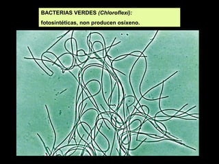 BACTERIAS VERDES (Chloroflexi):
fotosintéticas, non producen osíxeno.

 