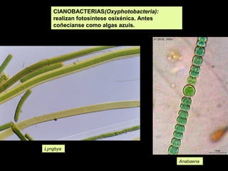 CIANOBACTERIAS(Oxyphotobacteria):
realizan fotosíntese osixénica. Antes
coñecíanse como algas azuis.

Lyngbya
Anabaena

 