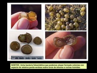 NOSTOC. Unha bacteria fotosintética que podemos atopar formado colonias con
aspecto de xelatina pardo-verdosa sobre toros de árbores e rochas húmidas.

 