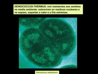 DEINOCOCCUS-THERMUS: moi resistentes aos cambios
no medio ambiente: sobreviven en resíduos nucleares e
no espazo, soportan a calor e o frío extremos.

Deinococcus radiodurans

 