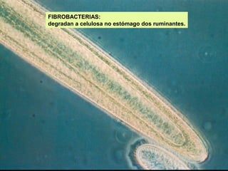 FIBROBACTERIAS:
degradan a celulosa no estómago dos ruminantes.

 